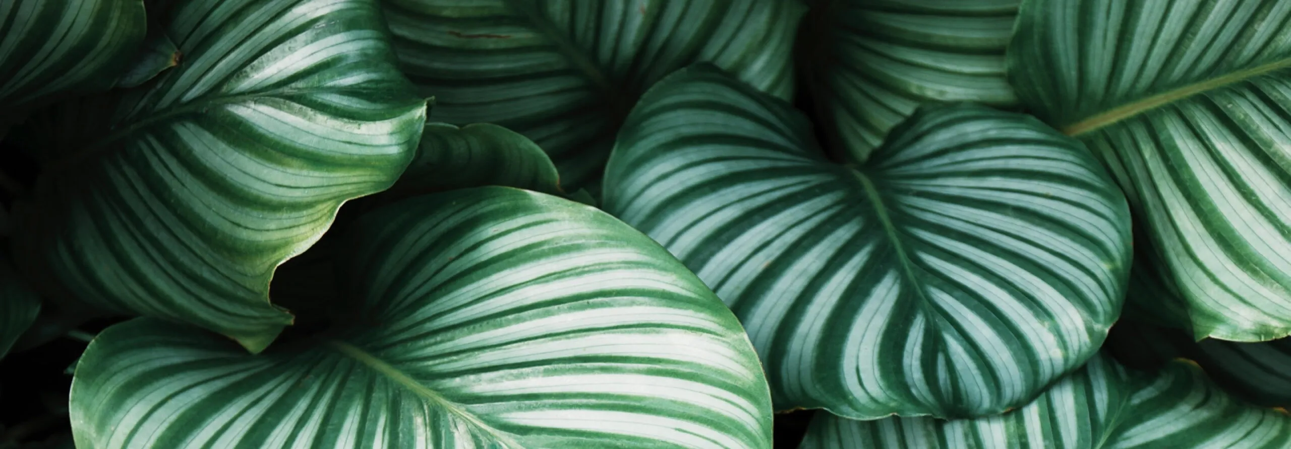 Our commitment to the environment
